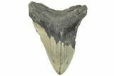 Bargain, Fossil Megalodon Tooth - North Carolina #295310-1